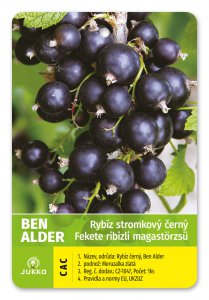 Rybíz stromkový černý - BEN ALDER