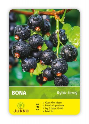 Rybíz stromkový černý - BONA