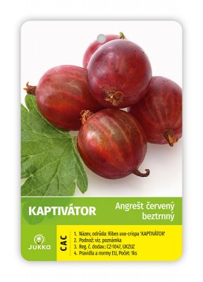 Angrešt keřový červený KAPTIVATOR