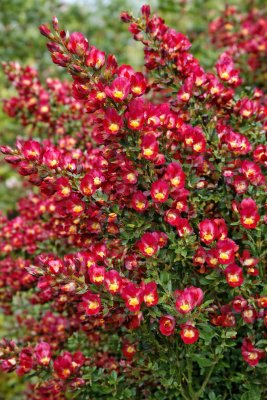 Cytisus (Čilimník) - BOSKOOP RUBY