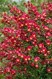 Cytisus (Čilimník) - BOSKOOP RUBY
