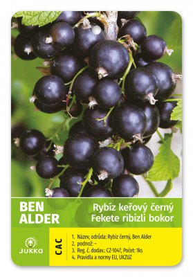 Rybíz keřový černý - BEN ALDER