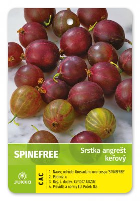 Angrešt keřový červený SPINE FREE beztrnný