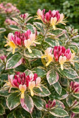 Lonicera periclymenum (zimolez ovíjivý)  HARLEQUINN SHERLITE