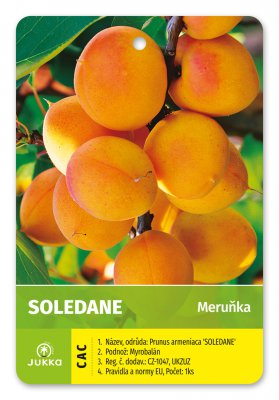 Meruňka SOLEDANE