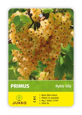 Rybíz keřový bílý - PRIMUS