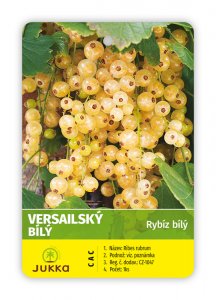 Rybíz keřový bílý - VERSAILSKÝ BÍLÝ