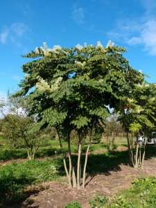 Arálie vysoká (Aralia elata)