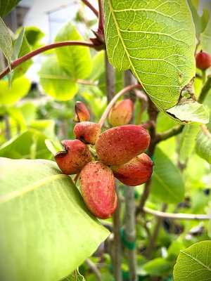 Pistacia vera - PONTEKES - kontejner