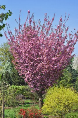Sakura KANZAN