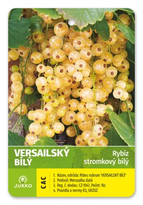 Rybíz stromkový bílý - VERSAILSKÝ BÍLÝ