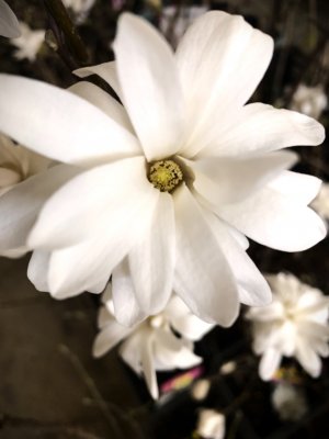 Magnolie MERRILL