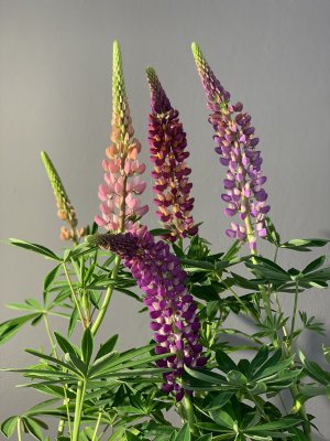 Lupina (Lupinus polyphyllus) MINARETTE