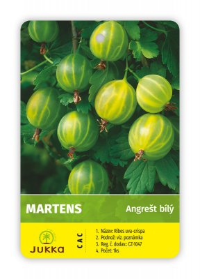 Angrešt keřový bílý MARTENS - kontejner