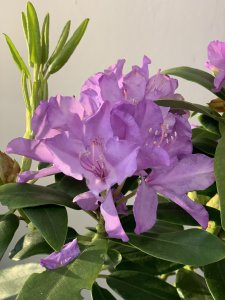 Rhododendron CATAWBIENSE GRANDIFLORUM