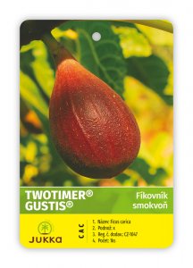 Fíkovník TWOTIMER GUSTIS