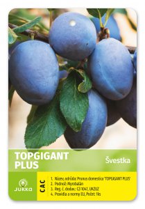 Švestka TOP GIGANT-kontejner