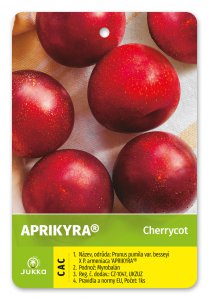 Cherrycot APRIKYRA® - kontejner
