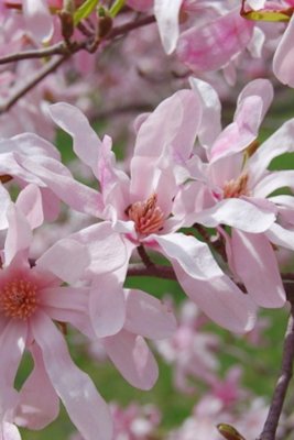 Magnolie LEONARD MESSEL