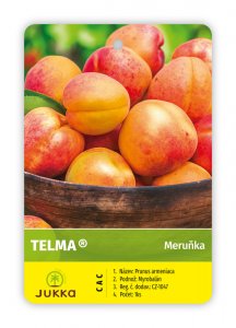 Meruňka TELMA - kontejner