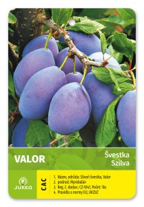 Švestka VALOR - kontejner