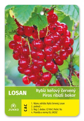 Rybíz keřový červený - LOSAN - kontejner