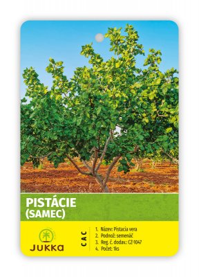 Pistacia vera - DELTA - kontejner