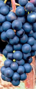 Vinná réva VENUS bezsemenná - kontejner