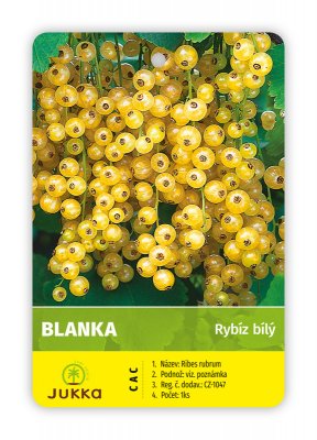 Rybíz keřový bílý - BLANKA - kontejner C4
