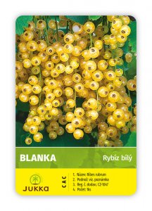 Rybíz keřový bílý - BLANKA - kontejner C4