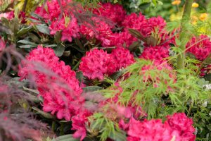 Rhododendron NOVA ZEMBLA 30-35