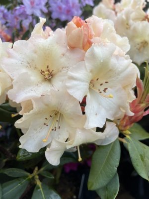 Rhododendron HORIZON MONARCH-kmínek