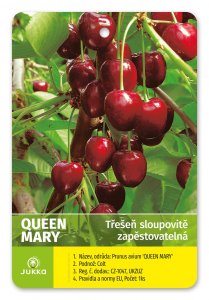 Třešeň sloupcovitě rostoucí QUEEN MARY