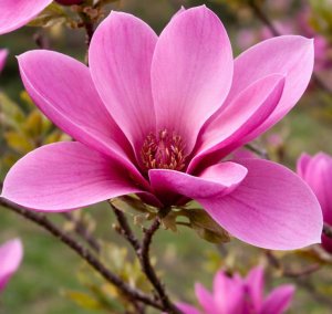 Magnolie SUSAN