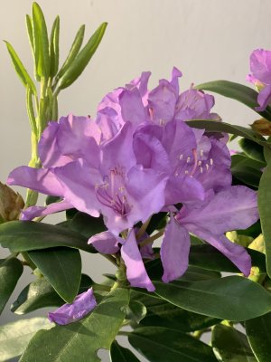 Rhododendron CATAWBIENSE GRANDIFLORUM