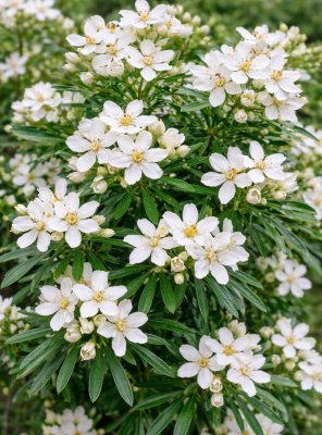 Choísie - WHITE DAZZLER LONDAZ®