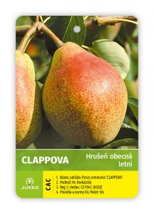 Hrušeň CLAPPOVA - kontejner